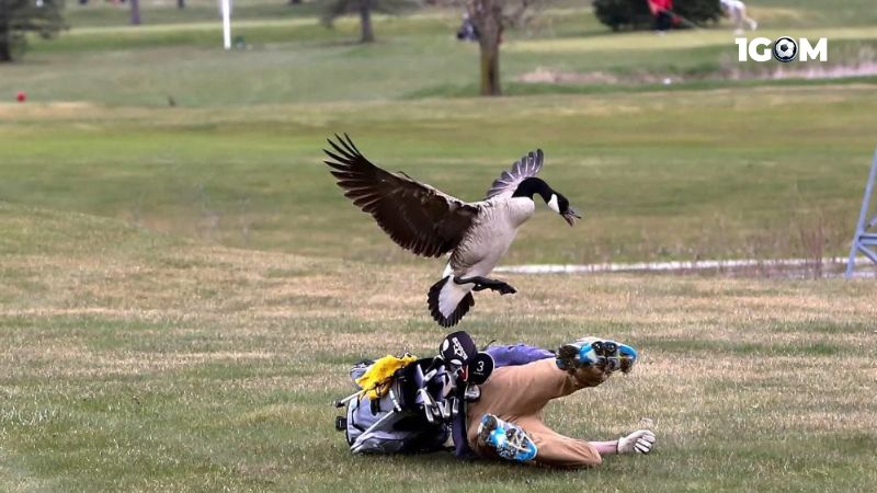 Chiêm bao thấy đánh nhau với động vật điềm gì?