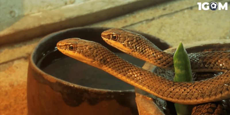 Con số may mắn liên quan đến giấc mộng về rắn