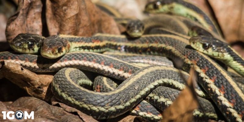 Giấc mộng về rắn thường mang đến nhiều ý nghĩa khác nhau