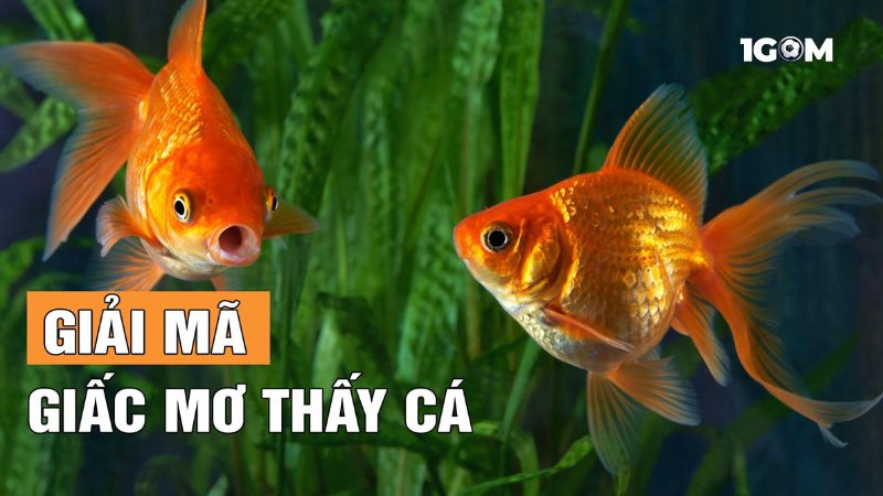 Khám phá điềm báo khi ngủ mơ thấy cá