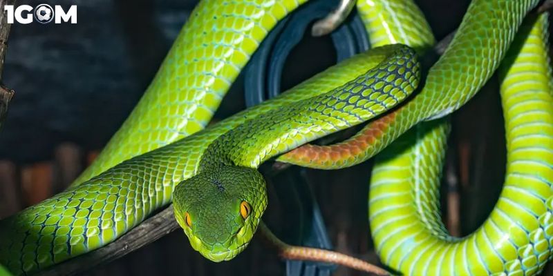 Mơ thấy rắn thường khiến nhiều người có cảm giác lo lắng bởi rắn là loài vật nguy hiểm