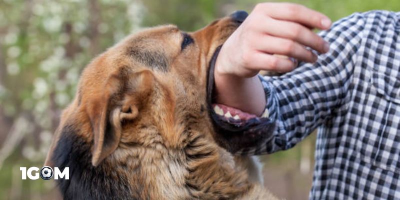 Những dãy số may mắn khi ngủ mơ thấy chó cắn