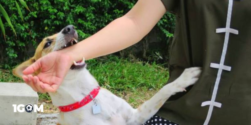 Tổng hợp điềm báo khi ngủ nằm mơ bị chó cắn là bị gì?